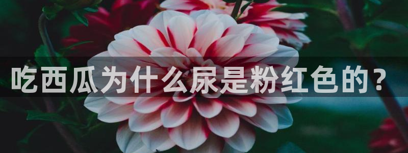 吃瓜发现我家皆大佬：吃西瓜为什么尿是粉红色的？